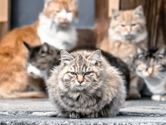 ネコ観光に困惑する自治体の意外な本音