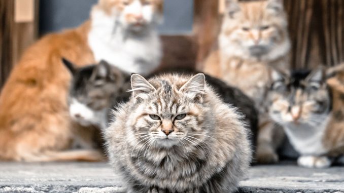 ネコ観光に困惑する自治体の意外な本音 ネコ観光に困惑する自治体の意外な本音